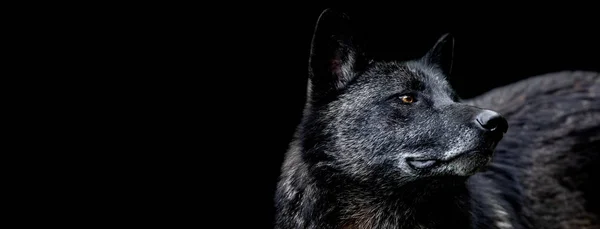 Lobo negro con fondo negro — Foto de Stock