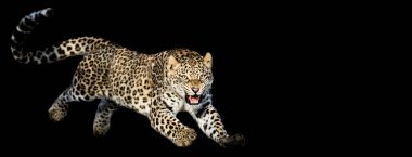 Siyah arkaplan ile leopar atlama