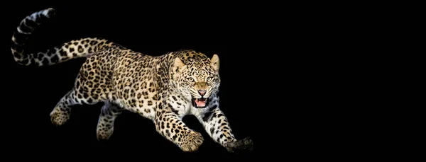 Leopard jumping with a black background — Stock Photo, Image