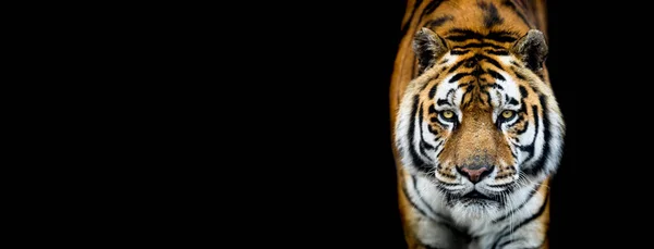 Tigre avec un fond noir — Photo