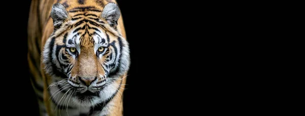 Tiger with a black background — Stock Photo, Image