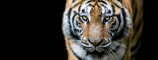 Tiger with a black background