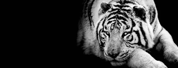 Tiger med svart bakgrunn – stockfoto