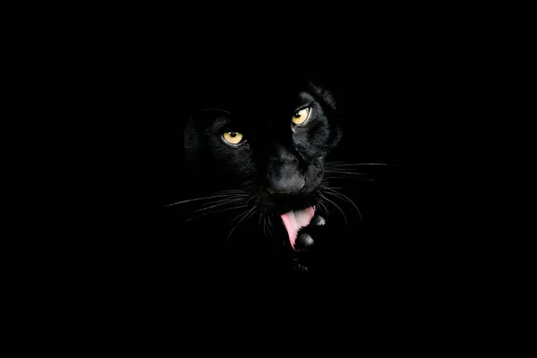 Schwarzer Panther mit schwarzem Hintergrund — Stockfoto