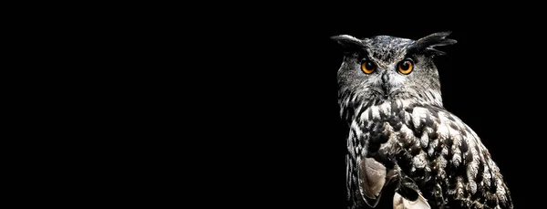 Eurasian eagle owl with a black background — ストック写真