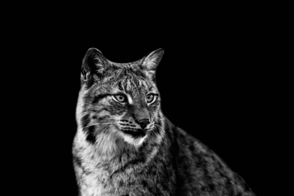 Lynx with a black background — Stock Photo, Image