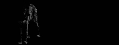 Siyah bir geçmişi olan siyah bir kurt.