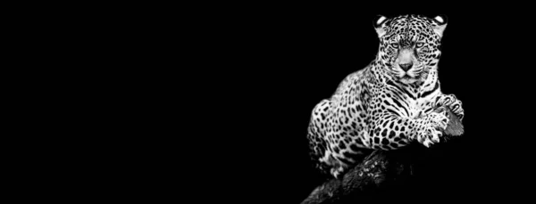 Jaguar z czarnym tłem — Zdjęcie stockowe
