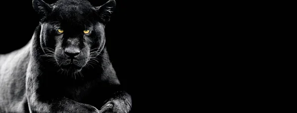 Jaguar with a black background — ストック写真