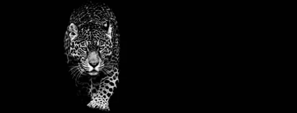 Jaguar met een zwarte achtergrond — Stockfoto