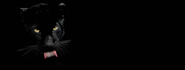 Schwarzer Panther mit schwarzem Hintergrund — Stockfoto