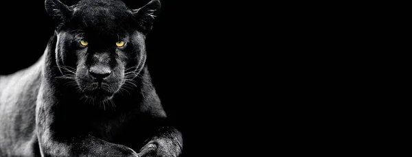 Vector black panther Stock Photos, Royalty Free Vector black panther Images  | Depositphotos