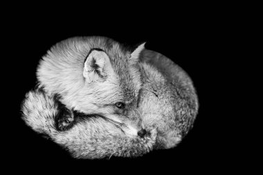 Siyah arka planı olan kızıl tilki.