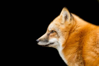 Siyah arka planı olan kızıl tilki.