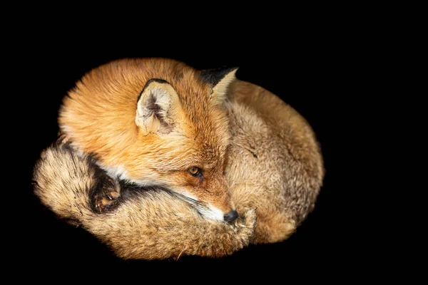 Rotfuchs mit schwarzem Hintergrund — Stockfoto