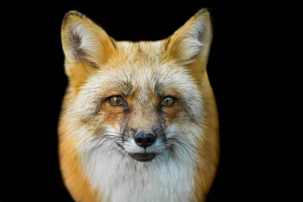 Red fox with a black background — Stock Photo, Image