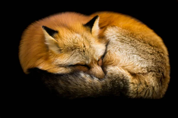 Renard roux avec un fond noir — Photo