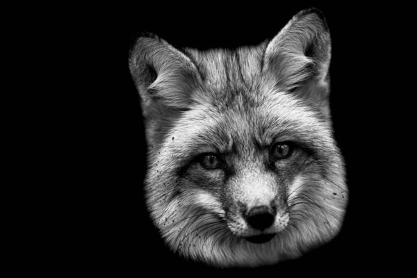 Red fox with a black background
