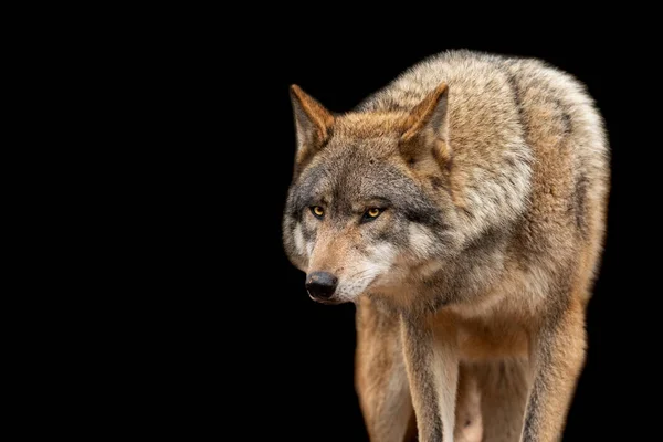검은 배경을 가진 회색 늑대 — 스톡 사진