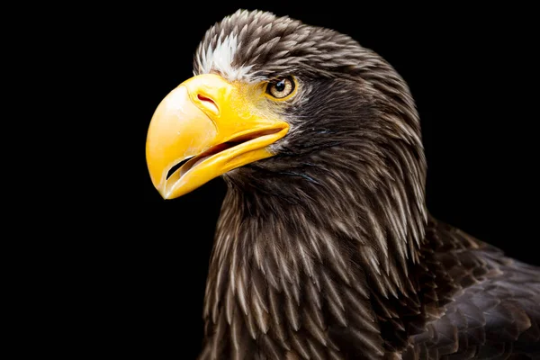 Sea Eagle Steller's with a black background — 스톡 사진
