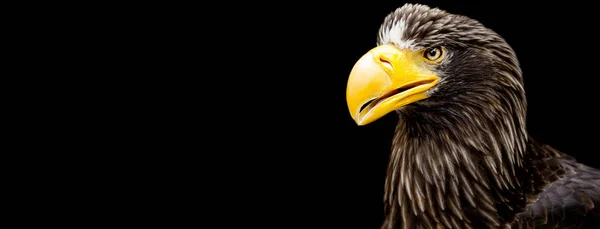 Sea Eagle Steller's with a black background — 스톡 사진