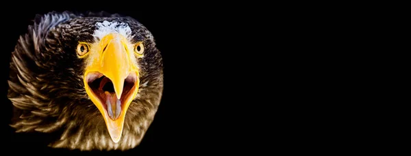 Sea Eagle Steller's with a black background — 스톡 사진