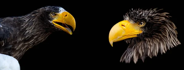 Sea Eagle Steller's with a black background — 스톡 사진