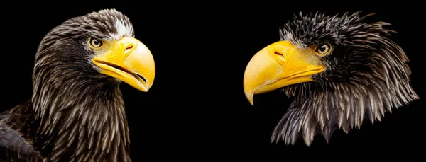 Sea Eagle Steller's with a black background — 스톡 사진