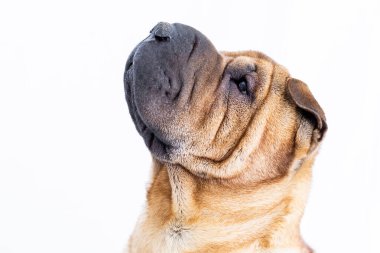 Beyaz arkaplanı olan bir Sharpei portresi