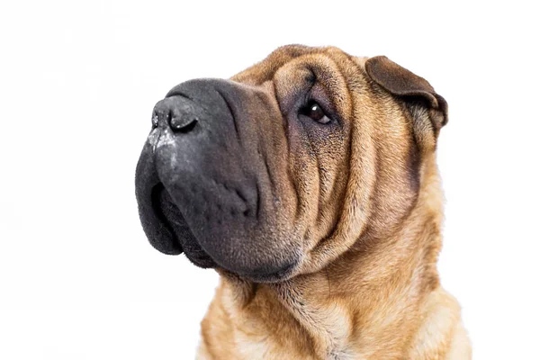 Retrato de um sharpei com um fundo branco — Fotografia de Stock