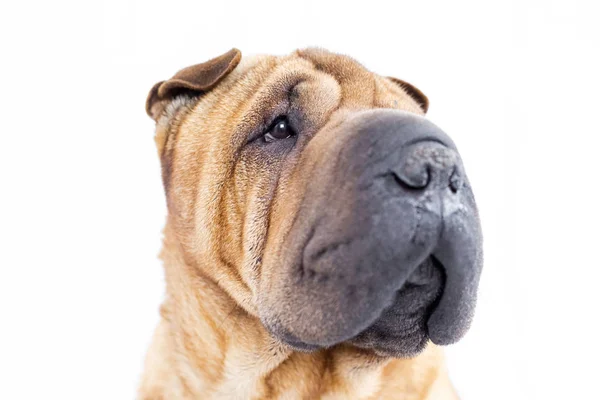 Retrato de un sharpei con fondo blanco — Foto de Stock