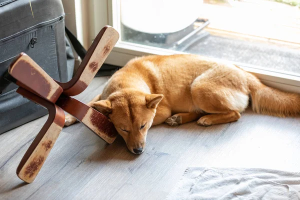 Portret śpiącego w domu Shiba Inu — Zdjęcie stockowe