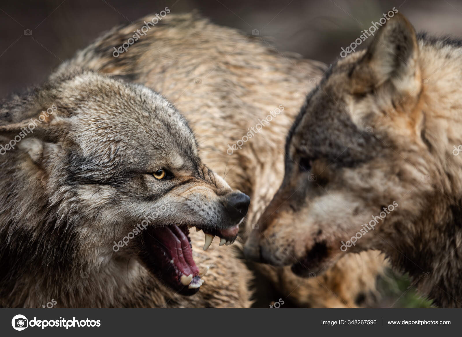 Portrait of a furious gray wolf. Angry wolf roaring isolated on