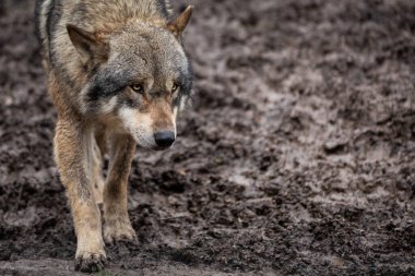 Ormandaki gri kurdun portresi.