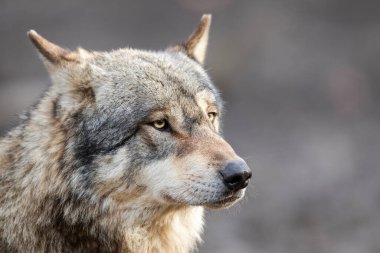 Ormandaki gri kurdun portresi.