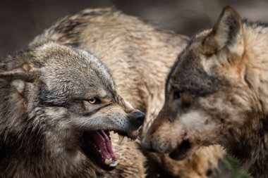 Ormandaki Kızgın Gri Kurt 'un Portresi