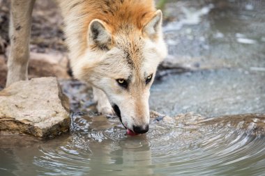 Timberwolf ormanda içiyor.