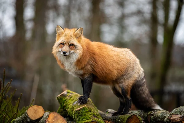 Renard Roux Dans Forêt — Photo