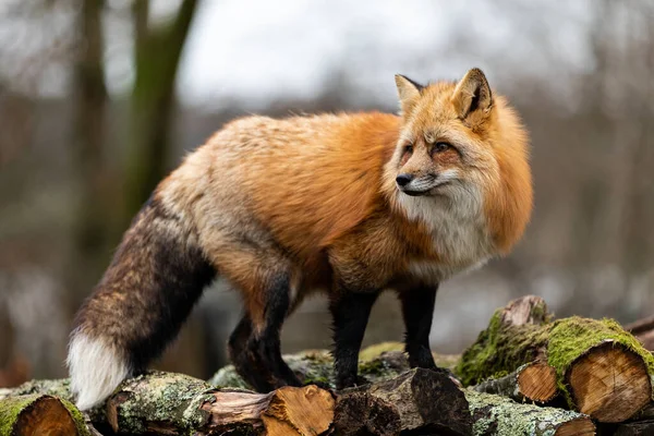 Red Fox Forest — Stock Photo, Image