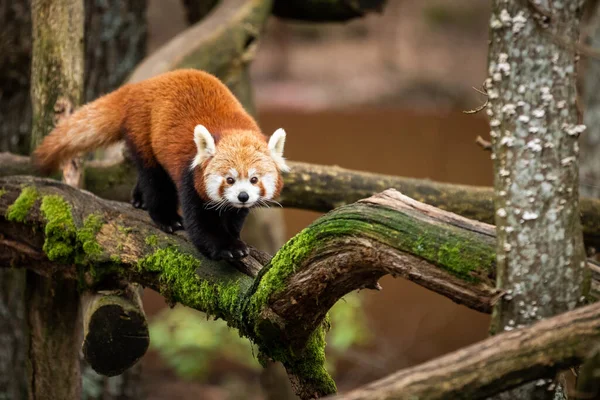 Panda Rouge Marchant Sur Arbre — Photo