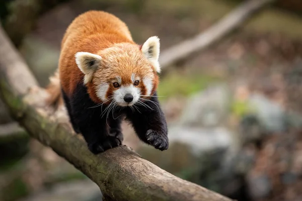 Panda Rouge Marchant Sur Arbre — Photo