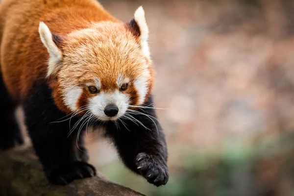 Red Panda Walking Tree — Stock Photo, Image