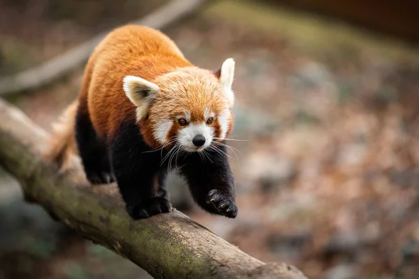 Vermelho Panda Andando Sobre Árvore — Fotografia de Stock