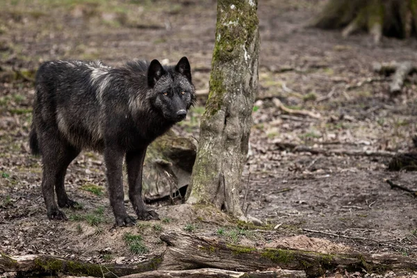 Timberwolf Στο Δάσος — Φωτογραφία Αρχείου