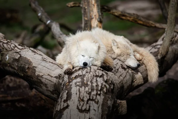 Lobo Blanco Durmiendo Árbol — Foto de Stock