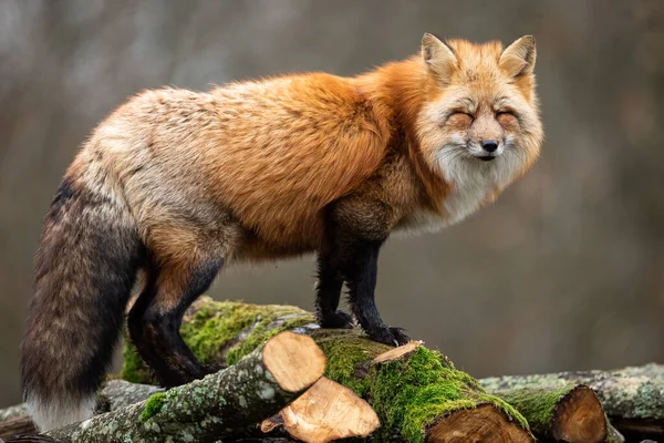 Renard Roux Dans Forêt — Photo