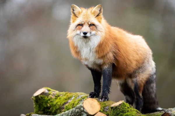 森の中の赤い狐 — ストック写真