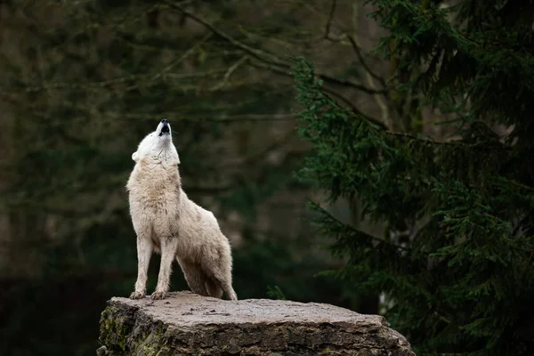 Виття Білого Вовка Лісі — стокове фото