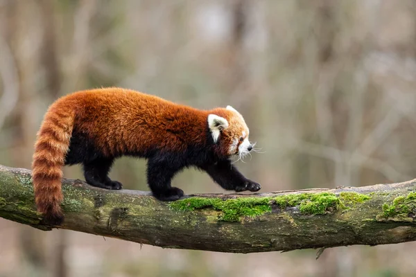 レッサー パンダが木の上を歩く — ストック写真