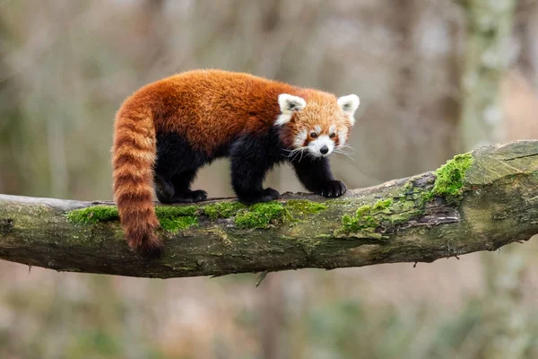 Red panda ağaç üzerinde yürüme